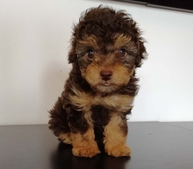 Chiot Maltipoo à vendre